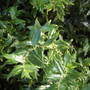 Sarcococca confusa (Sarcococca confusa)