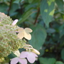 Hydrangea paniculata 'Greenspire' (Hydrangea paniculata 'Greenspire')