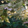 Hydrangea paniculata