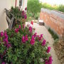 Antirrhinums