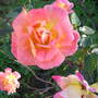Rose unknown variety