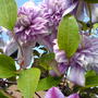 clematis on arch. (Clematis)