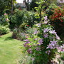 Clematis Mixed border roses lavender (Roses)
