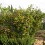 Clementines 2007