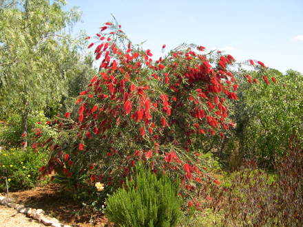 Bottlebrush April 2007