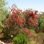 Bottlebrush April 2007