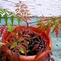 Rhus typhina "Laciniata" (Rhus typhina "Laciniata")