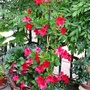 Dipladenia on my terrace (Dipladenia)