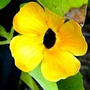 Thunbergia (Black eyed Susan) (Thunbergia alata (Black-eyed Susan))