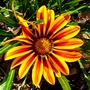Gazania
