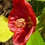 Albutilon bella (Abutilon bella)