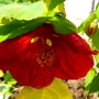 Abutillon bella (Abutilon bella)