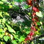 Virginia creeper scrambling up an old tree (Parthenocissus quinquefolia (Virginia creeper))