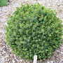 Picea_sitchensis_nana