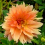 P1040485