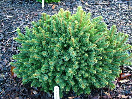 Picea glauca 'Cy's Wonder' (common name; White spruce)
