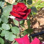 Rose unknown variety