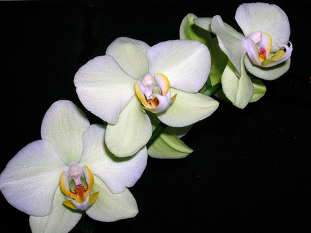 Orchid