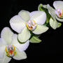 Orchid_with_tripod