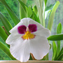 Pansy_orchid