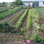 France. (Vegetables Fruit and flowers.)