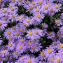 Aster amellus 'Nocturne' (Aster amellus (Aster) Nocturne)