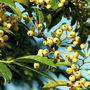 Cotoneaster exburiensis (Cotoneaster exburiensis)