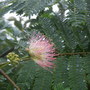 Albizia julibrissin