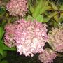 Hydrangea