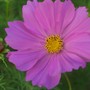 cosmos (Cosmos bipinnatus (Cosmos))