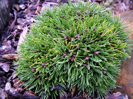 Pinus mugo 'Zwergkugel'