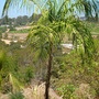 Syagrus botryophora - Pati Queen Palm (Syagrus botryophora - Pati Queen Palm)