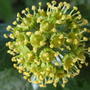 Ivy seed head  (Ivy)
