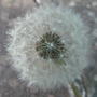 Dandylion_seedhead