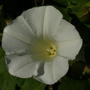 Bindweed_white_convolvulus