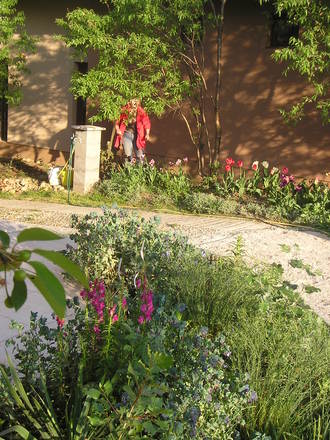 A garden flower photo