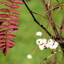 Sorbus koehneana (sorbus koehneana)