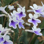 'Crystal Ice' (Streptocarpus 'Crystal Ice')