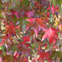 Liquidambar styraciflua