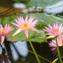 Nymphaea carnea