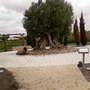 Olive tree  (Olea europaea (Aceituna))