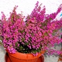 Erica gracilis (Erica gracilis)