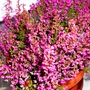 My new Erica gracilis (Erica gracilis)