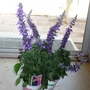 Purple Salvia (Salvia "Mystic Spires Blue')