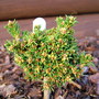 Picea_abies__wichtel_
