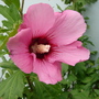 Pink flower (hibiscus)