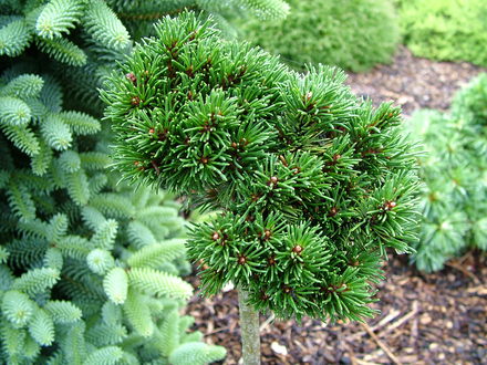 Pinus mugo 'Bonsai Kramer' (common name; Mugo pine, or Dwarf mountain pine)