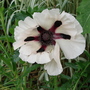 Poppy (Papaver)