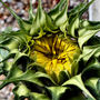 Giant Sunflower 1 (Genus : Helianthus, Species : annuus, Cultivar : 'Giant Single')