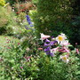 Lilium regale
